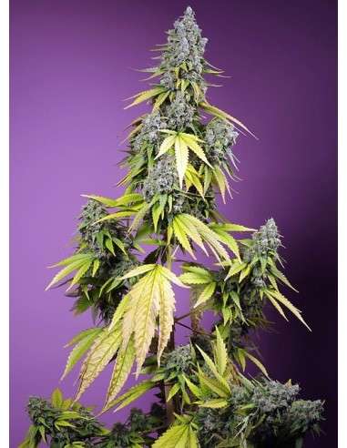 Sweet Seeds - Jet Fuel Mandarine XL Auto - 1