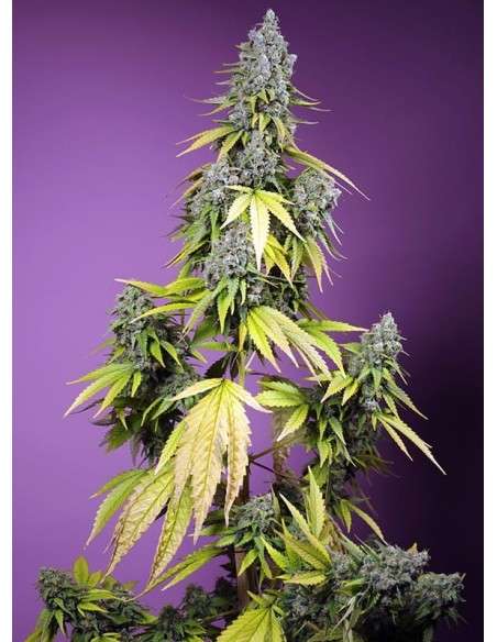 Sweet Seeds - Jet Fuel Mandarine XL Auto - 1