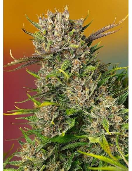 Sweet Seeds - Papaya Zoap Auto - 1