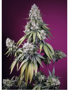 Sweet Seeds - Jealousy Z XL Auto - 1