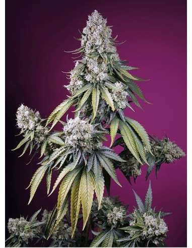 Sweet Seeds - Jealousy Z XL Auto - 1