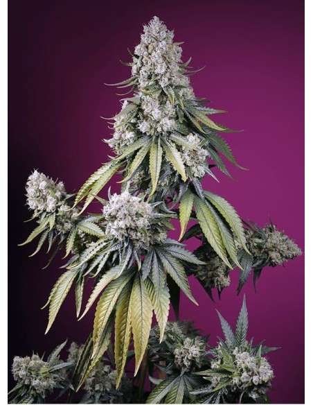 Sweet Seeds - Jealousy Z XL Auto - 1