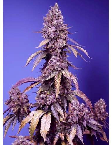 Sweet Seeds - Black Muffin F1 Fast - 1