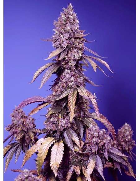 Sweet Seeds - Black Muffin F1 Fast - 1