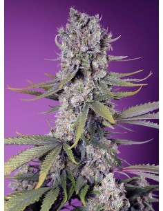 Sweet Seeds - Papaya Zoap F1 Fast - 1