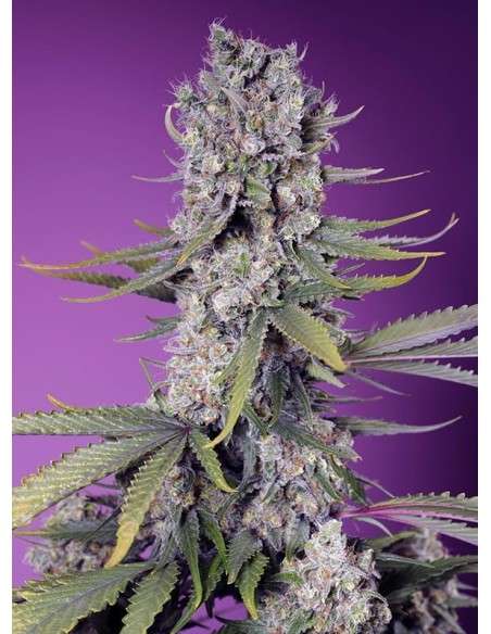 Sweet Seeds - Papaya Zoap F1 Fast - 1