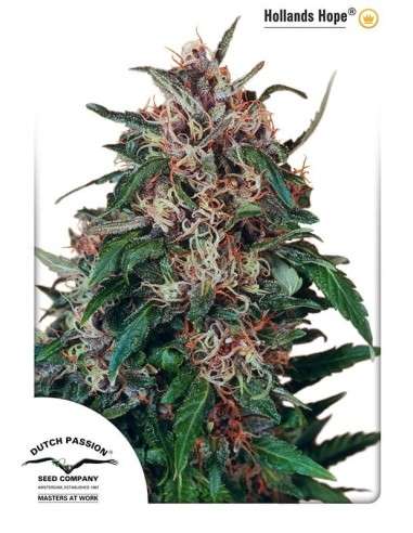 DUTCH PASSION - Hollands Hope - 1