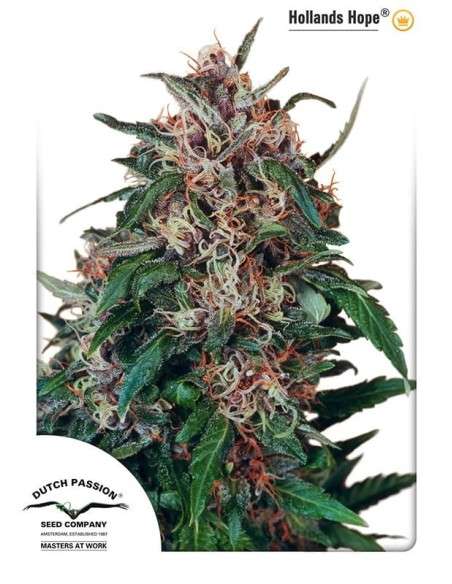 DUTCH PASSION - Hollands Hope - 1