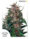 DUTCH PASSION - Hollands Hope - 1
