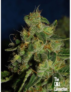 -50% Cali Connection - Green Crack 6szt - 1