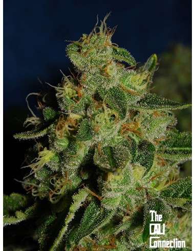 -50% Cali Connection - Green Crack 6szt - 1