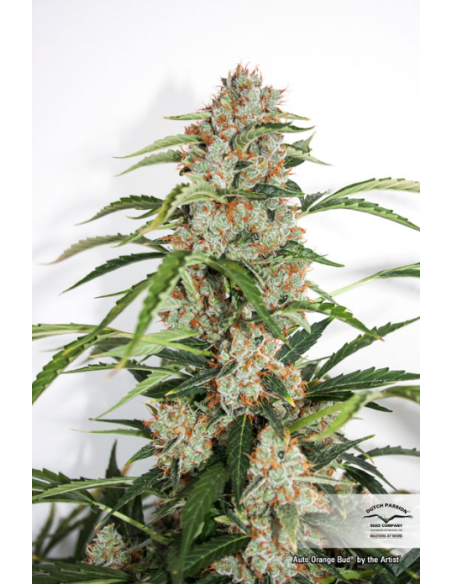 -50% DUTCH PASSION - Auto Orange Bud 7szt - 2