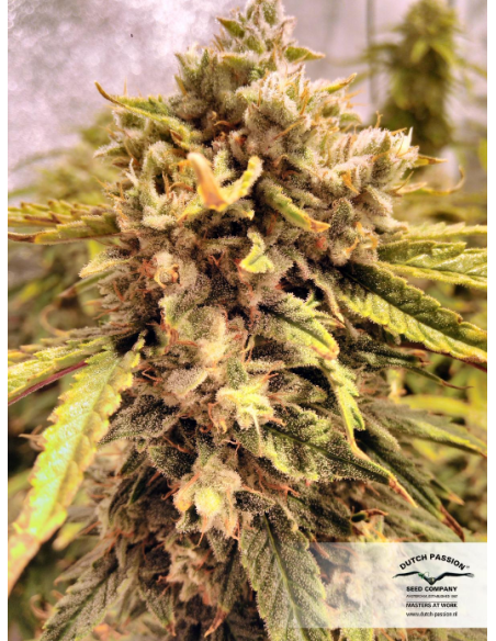 -50% DUTCH PASSION - Auto Orange Bud 7szt - 3