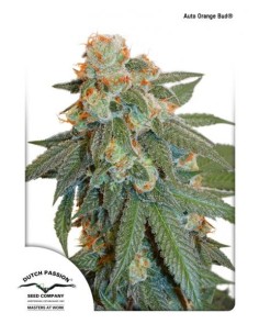 -50% DUTCH PASSION - Auto Orange Bud 7szt - 4