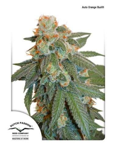 -50% DUTCH PASSION - Auto Orange Bud 7szt - 4