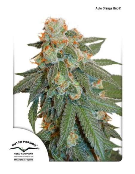 -50% DUTCH PASSION - Auto Orange Bud 7szt - 4