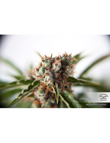 -50% DUTCH PASSION - Auto Orange Bud 7szt - 5
