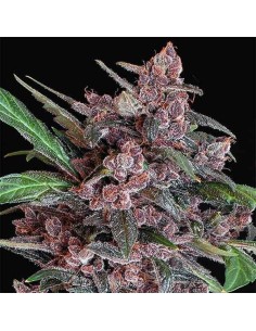 -40% Exotic Seed - Black Lemon Auto 3szt - 1
