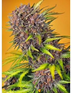 Sweet Seeds - Diablo Rojo XL Auto - 1