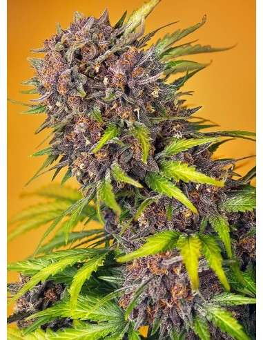 Sweet Seeds - Diablo Rojo XL Auto - 1