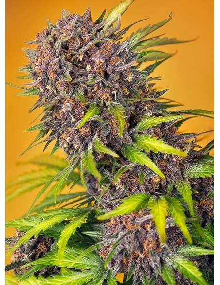 Sweet Seeds - Diablo Rojo XL Auto - 1