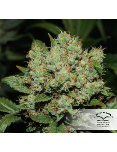 DUTCH PASSION - Freddy’s Best - 2