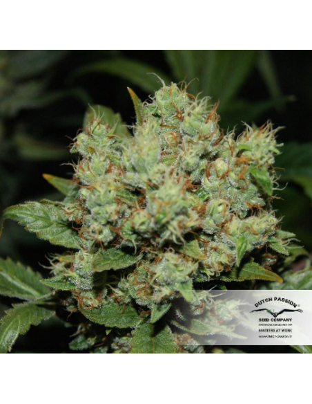 DUTCH PASSION - Freddy’s Best - 2