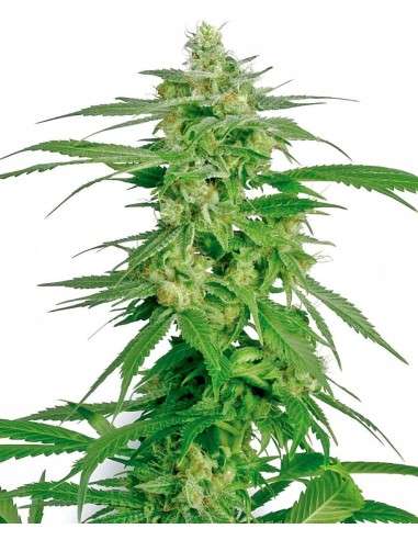 DUTCH PASSION - Hollands Hope - 2