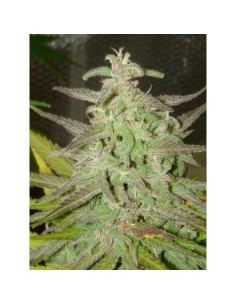 -80% Maroc PROMO - 1 2