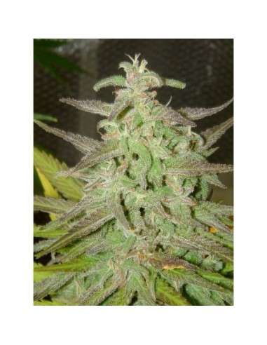 -80% Maroc PROMO - 2