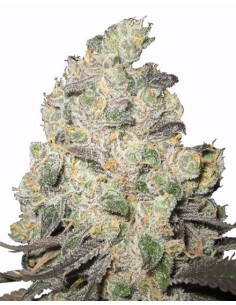 Blue Cheese - 1