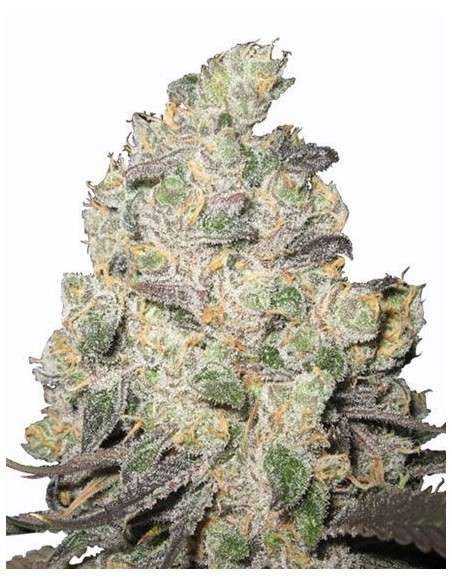 Blue Cheese - 1