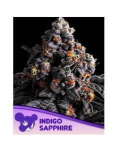 Indigo Sapphire - ANESIA SEEDS - 1