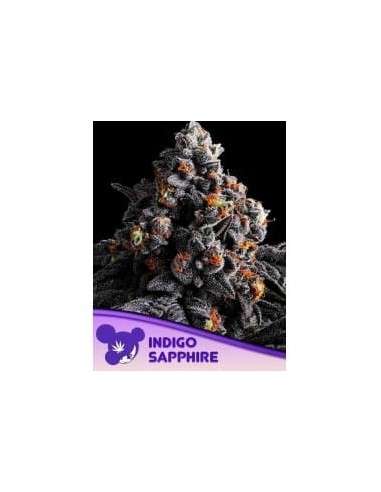 Indigo Sapphire - ANESIA SEEDS - 1
