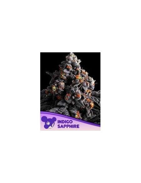 Indigo Sapphire - ANESIA SEEDS - 1