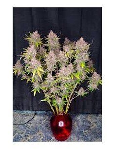 Fastbuds - Lemon Cherry Cookies - 1
