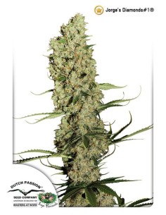 DUTCH PASSION - Jorge’s Diamonds - 1