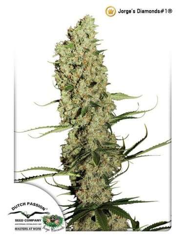 DUTCH PASSION - Jorge’s Diamonds - 1