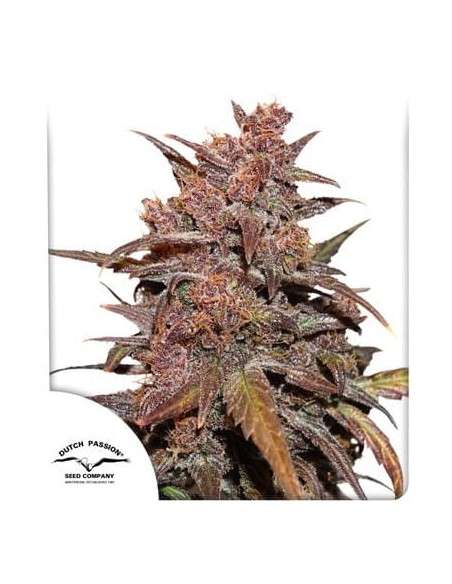 -50% DUTCH PASSION - CBD Blackberry Kush Auto 100szt - 1