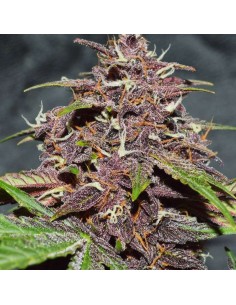 -50% DUTCH PASSION - CBD Blackberry Kush Auto 100szt - 1 2