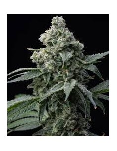BARNEY’S FARM - BRUCE BANNER - 1
