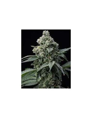 BARNEY’S FARM - BRUCE BANNER - 1
