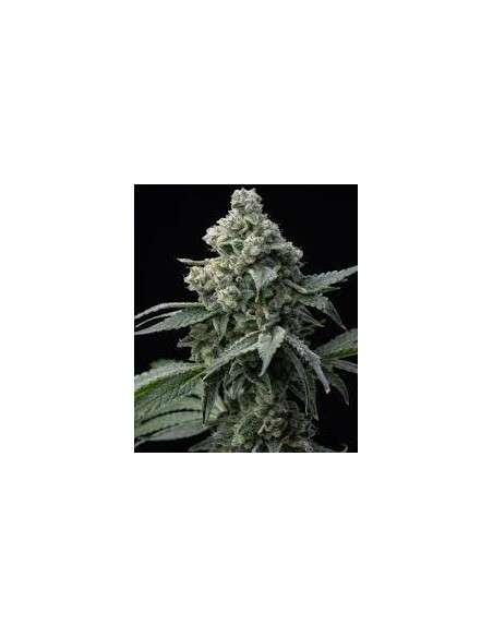 BARNEY’S FARM - BRUCE BANNER - 1