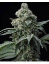 BARNEY’S FARM - BRUCE BANNER - 1