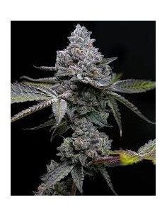 BARNEY'S FARM - Apple Fritter - 1