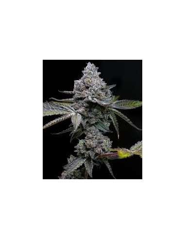 BARNEY'S FARM - Apple Fritter - 1