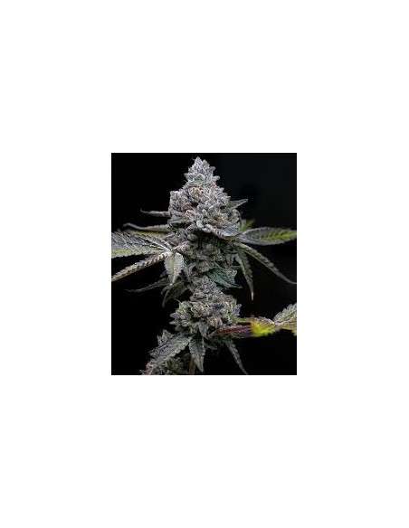 BARNEY'S FARM - Apple Fritter - 1