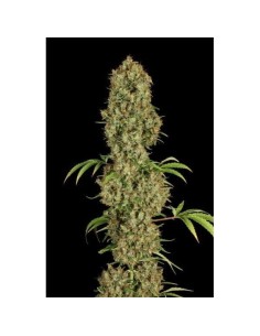 DUTCH PASSION - Jorge’s Diamonds - 1 2