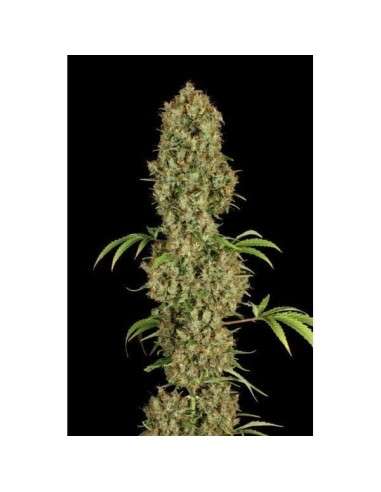 DUTCH PASSION - Jorge’s Diamonds - 2