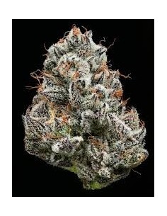Black Cherry Gushers - BARNEY'S FARM - 1